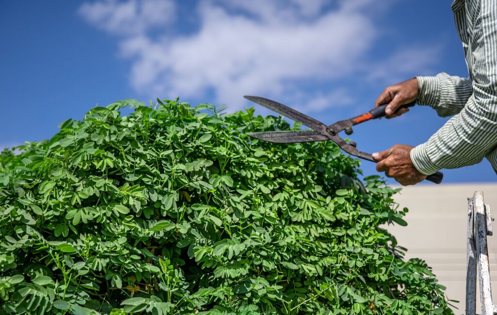 a-gardener-in-the-garden-with-a-temporary-hut-cuts-2025-03-13-06-24-35-utc